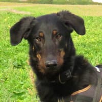 SNIF, chien à adopter