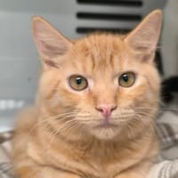 Kyba réservé, chat à adopter
