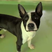 TAZZ, chien à adopter