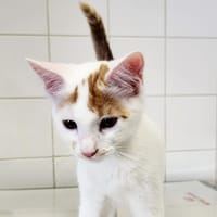 ARON, chat à adopter