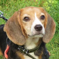 VENUS, chienne à adopter