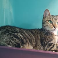Perle C, chatte à adopter