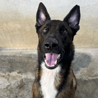 laiko, chien à adopter
