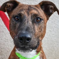 GUIZMO, chien à adopter