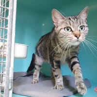 ECORCE C, chatte à adopter