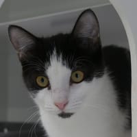Kazea, chatte à adopter