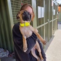 Leucky réservée, chienne à adopter