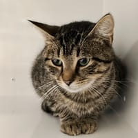 Tigrou, chat à adopter