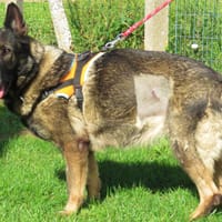 METIS, chienne à adopter