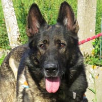 METIS, chienne à adopter