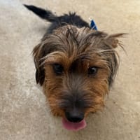 Chipolata, chien à adopter