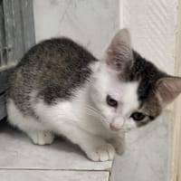 CAT MINATOR, chat à adopter