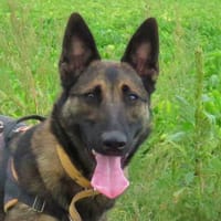VENUS, chienne à adopter