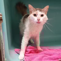 FOUGERE C, chatte à adopter