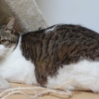 Ninjini, chatte à adopter