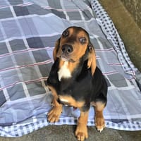 BARNABE (RESERVE), chien à adopter