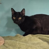 Norah, chatte à adopter