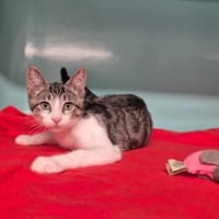 Moustique, chat à adopter