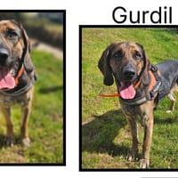 GURDIL, chien à adopter