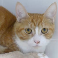 Atlas, chat à adopter