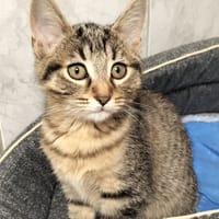 CAT PUCCINO, chat à adopter