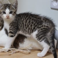 Terrafin, chat à adopter