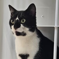 Aristo, chat à adopter