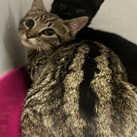 kiko, chat à adopter