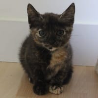 Cynder, chatte à adopter