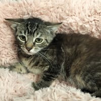 AMA, chatte à adopter