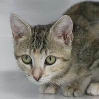 Mila, chatte à adopter