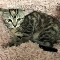 ANABA, chatte à adopter