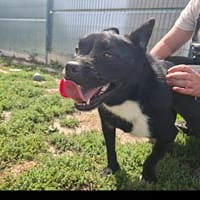 REGLISSE, chien à adopter