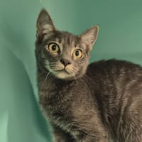 nougat, chat à adopter