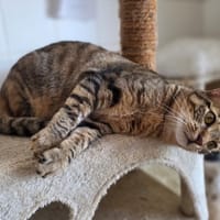 Vitamine, chatte à adopter