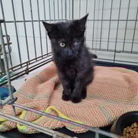 LOULOU, chat à adopter