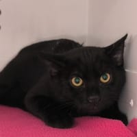Pelote, chat à adopter