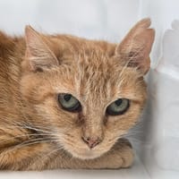 VANILLE, chatte à adopter