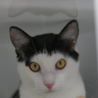 Kazeo, chat à adopter