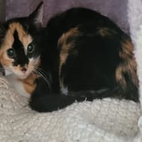 MOCHI (leucose), chatte à adopter