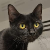 Reglisse, chatte à adopter