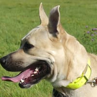 Ice, chien à adopter