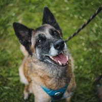LYSE VAA, chienne à adopter
