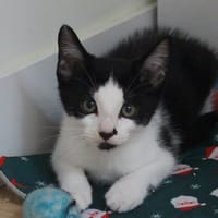 Camo, chat à adopter