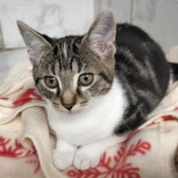 CAT CROUTE, chat à adopter