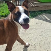 GANDHI réservé, chien à adopter
