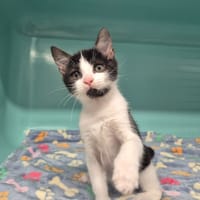 Maxou, chat à adopter