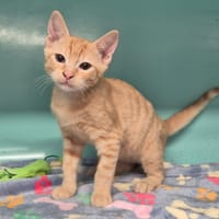 roukin, chat à adopter