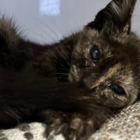 HECATE, chatte à adopter