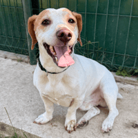 KALASH, chien à adopter